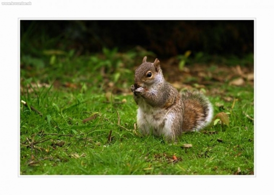 obedik