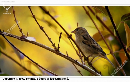 vrabec a zlaty dazd