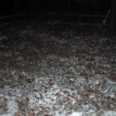 diviacy  si robily hniezdo