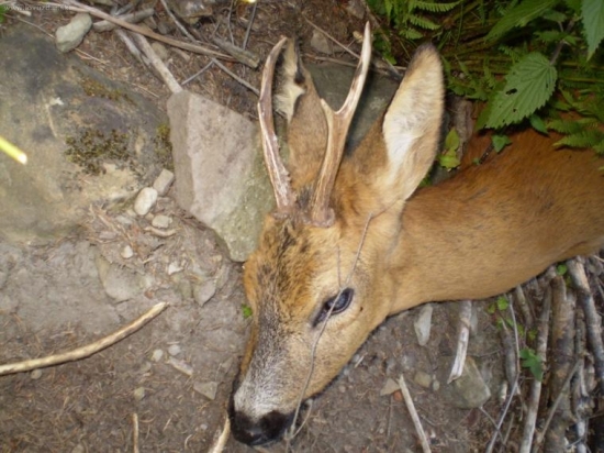 5 roč. 38,42 CIC 2008