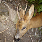 5 roč. 38,42 CIC 2008