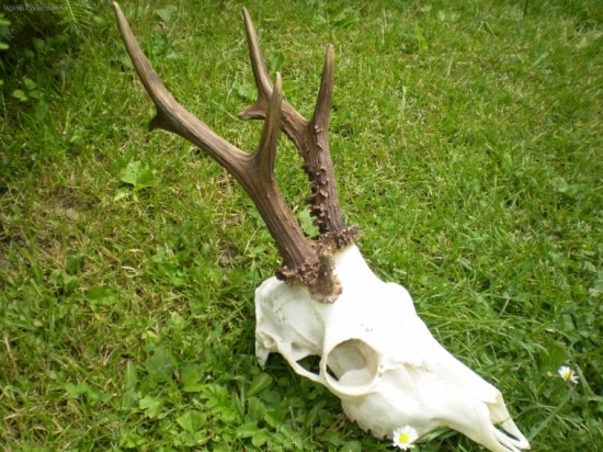 Osmoráček