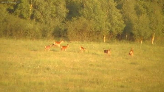 rodinka