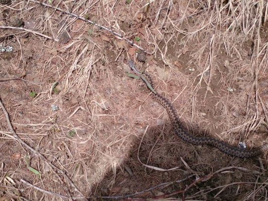 Dnešná prechádzka