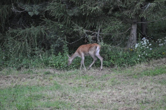 Večerná paša