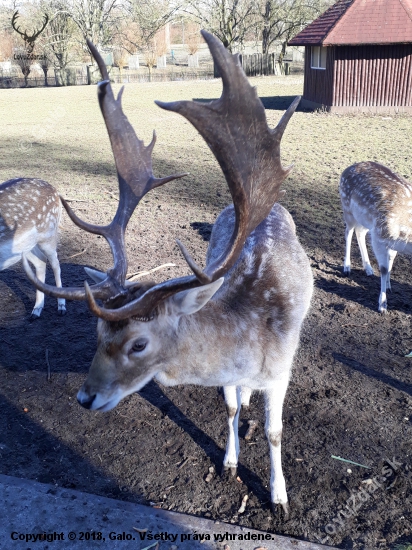 Holandská obora:-)