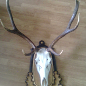 Krasa