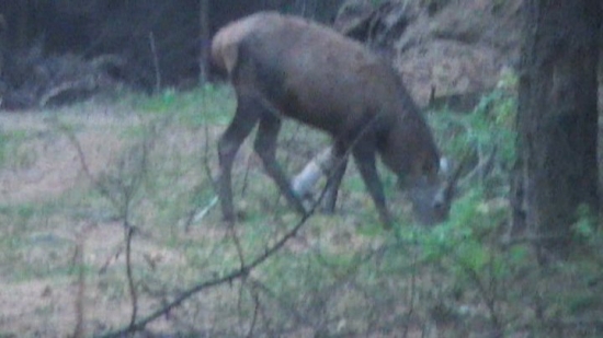 Jeleň