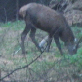 Jeleň