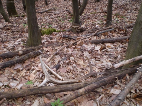 osem toráčik potešil