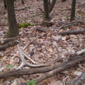 osem toráčik potešil