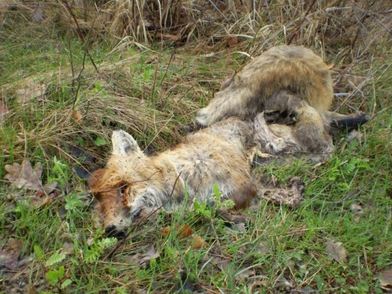kto vie načo uhynula
