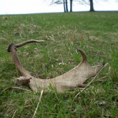 dnešné prekvapenie