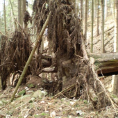 sila prírodných živlou