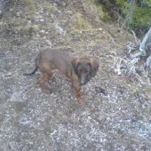 moj havino