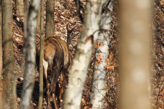 všetko drevnaté mi zavadzalo