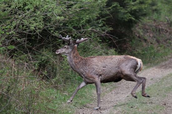 cupi lupi od foťaku