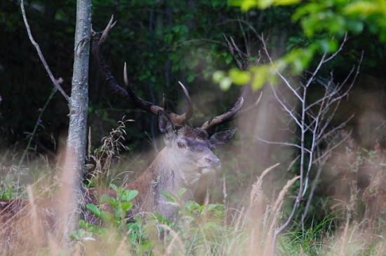 vedel kde sa má postaviť