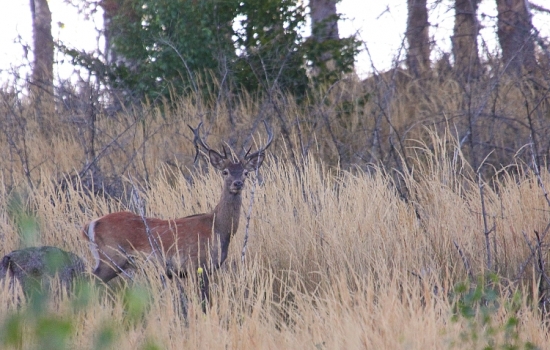 z menším nákladom