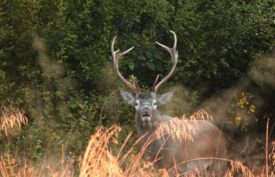 troška si pomrmľal