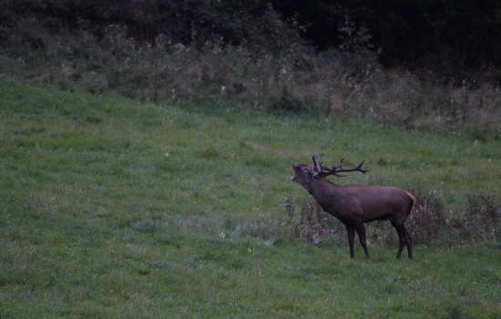 aúúúúúúa tu som pánom ja