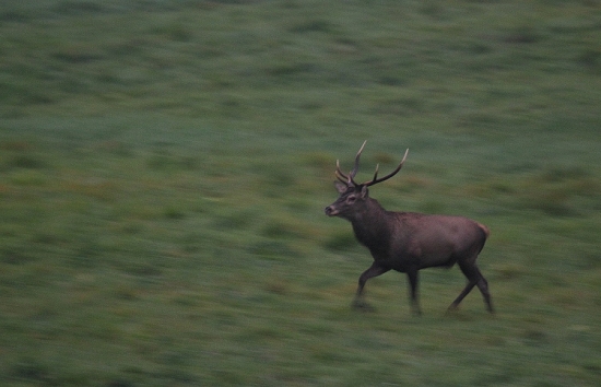 keď foťak nestíha