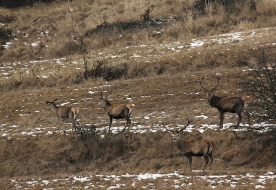 pre Duduška .....konečne niečo nové nielen jeleň .....je tam aj jelenica