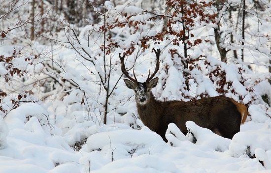 pre Duduška k jeho narodeninám