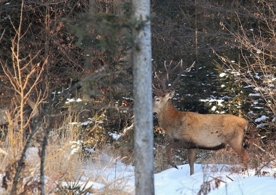 boha aj s tím stromom