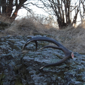 skalák