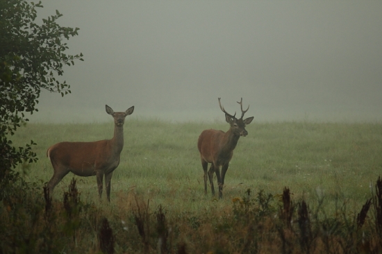 hral sa na hlavného