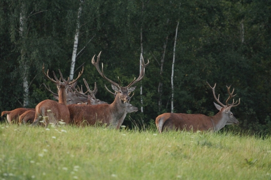 partia  vytlčených