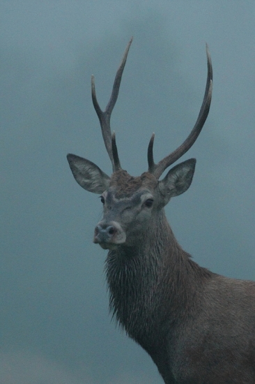 mladý prízrak v hmle