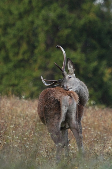blch veľa výsad málo