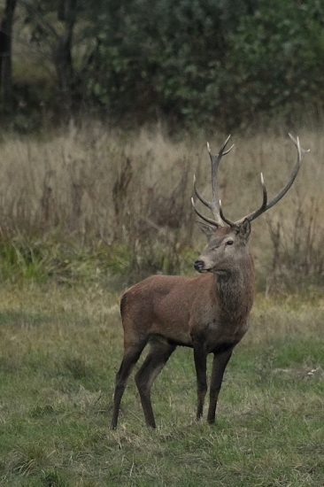 poraďte je to tretia alebo štvrtá