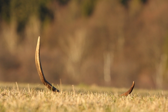 super škodník dlžka 70cm