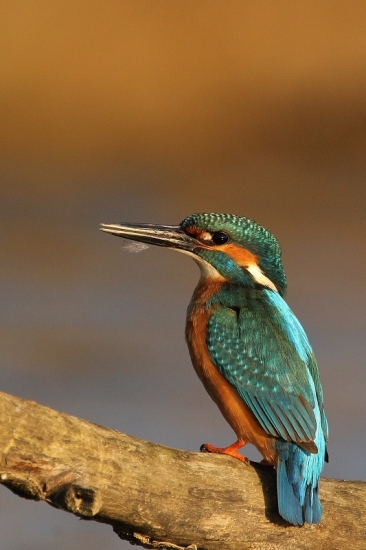 Rybárik riečny-samček