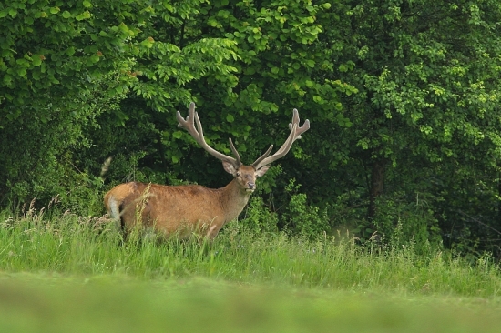 Bližšie sa mu nechcelo