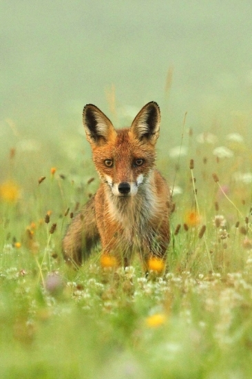 lasičky sa jej zachcelo