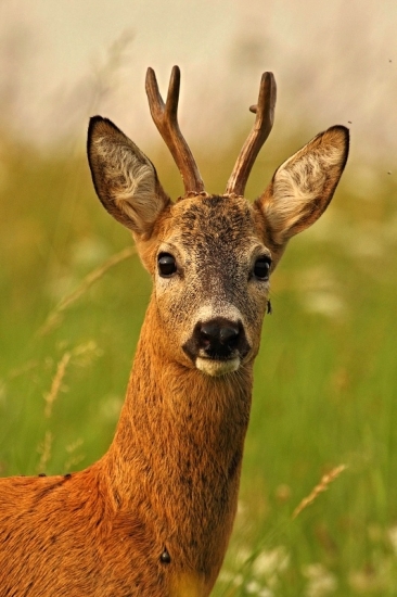 toľko príživnikoch na ňom