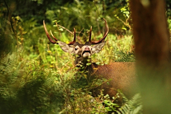 hral sa na veľkého