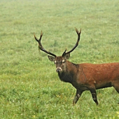 raný tulák