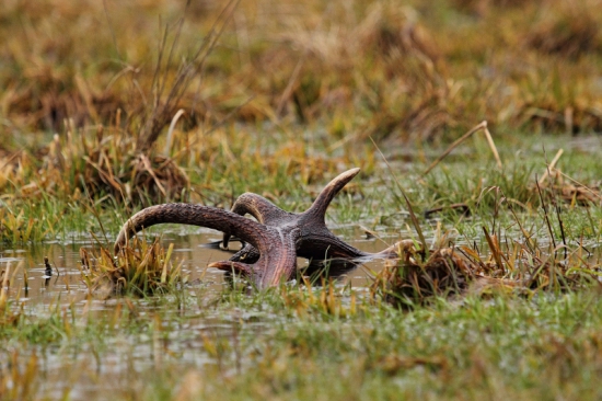 osempaličkový plavec