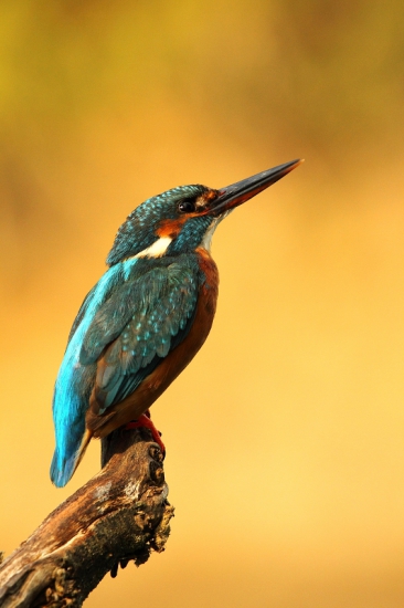 Rybárik riečny-samička