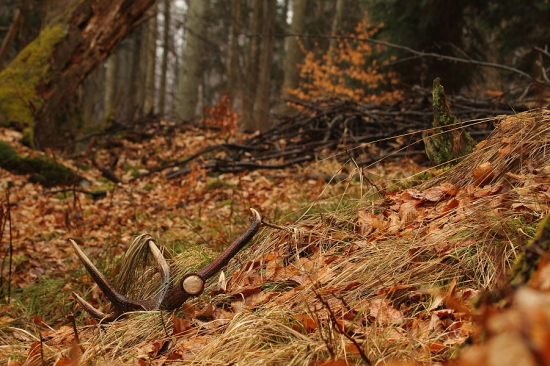 Popršalo a vyrástlo