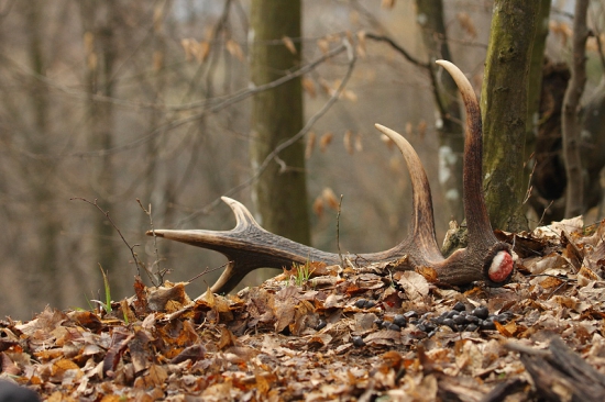 Aj uľavil aj zhodil