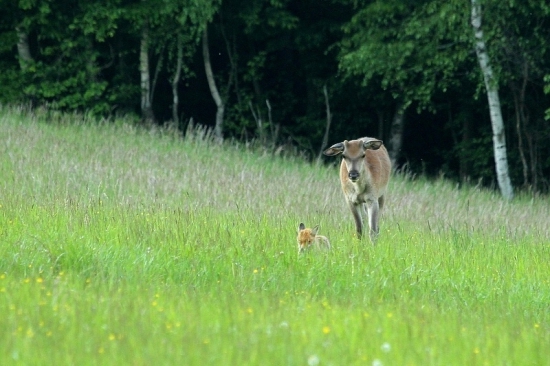 Na pašu dvaja vyšli