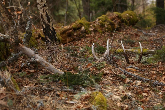 Minuloročná krása