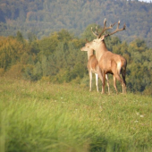 pekný párik