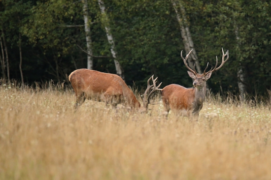 Zatial spolu už sa im to kráti